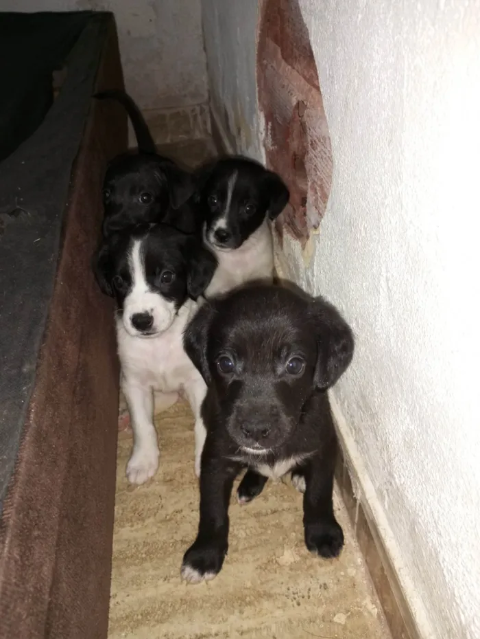 Cachorro ra a  idade Abaixo de 2 meses nome Luna 