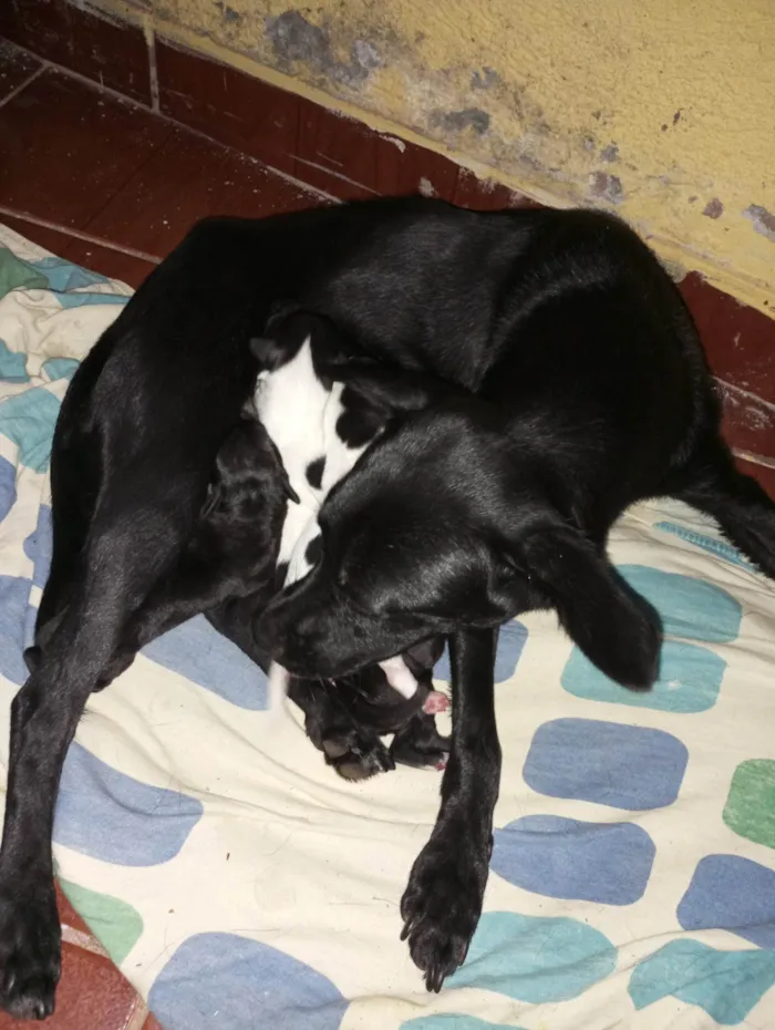 Cachorro ra a  idade Abaixo de 2 meses nome Luna 