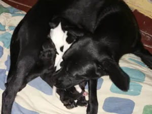 Cachorro raça  idade Abaixo de 2 meses nome Luna 