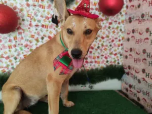 Cachorro raça Não sei idade 3 anos nome Pandora