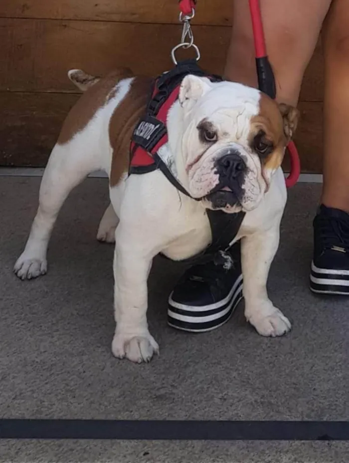 Cachorro ra a Bulldog ingles idade 3 anos nome Pandora