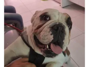 Cachorro raça Bulldog ingles idade 3 anos nome Pandora