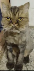 RAJI