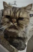 RAJI