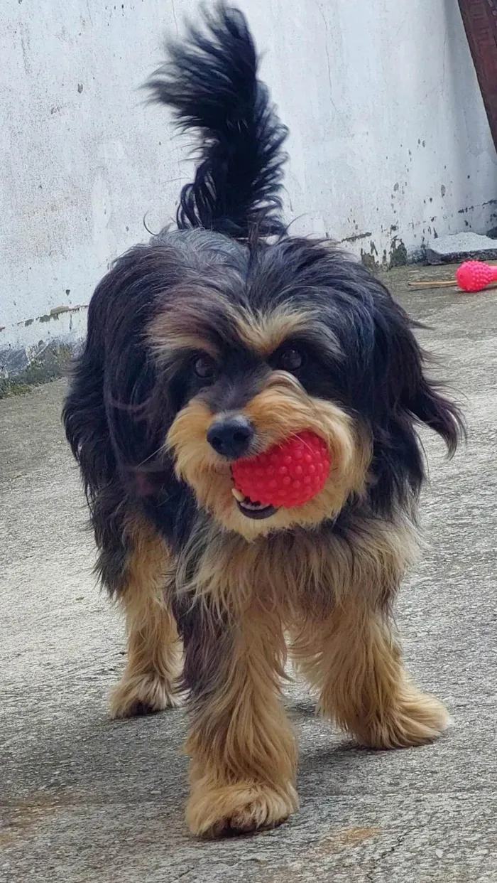 Cachorro ra a sem raça definina idade 1 ano nome sem nome ainda