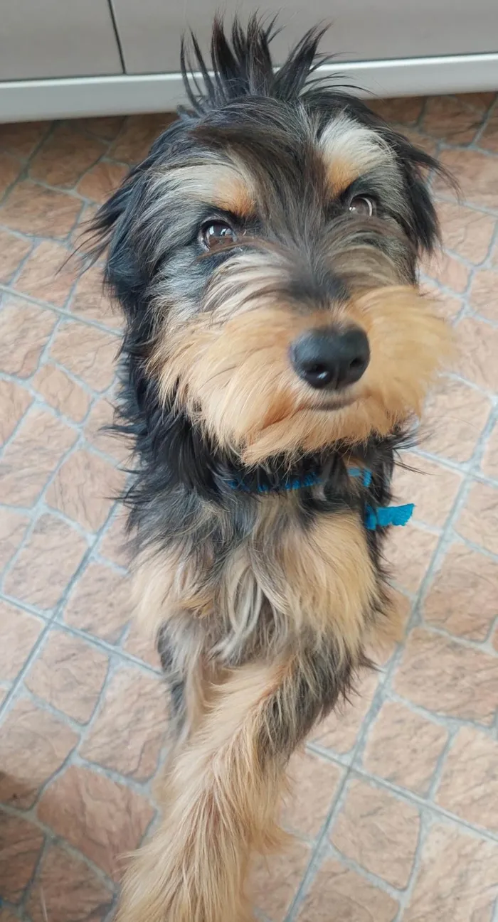 Cachorro ra a sem raça definina idade 1 ano nome sem nome ainda