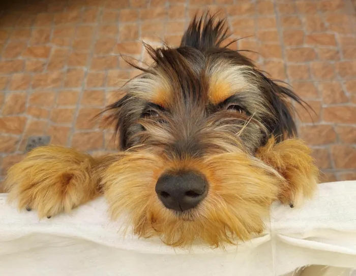 Cachorro ra a sem raça definina idade 1 ano nome sem nome ainda