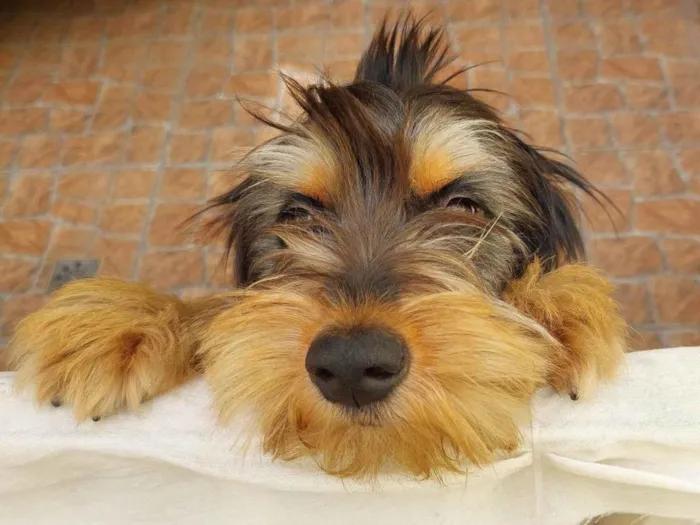 Cachorro ra a sem raça definina idade 1 ano nome sem nome ainda