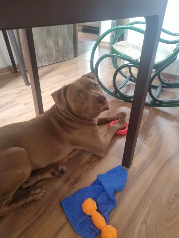 Cachorro ra a Pitbull idade 2 anos nome Flecha