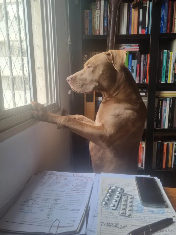 Cachorro ra a Pitbull idade 2 anos nome Flecha