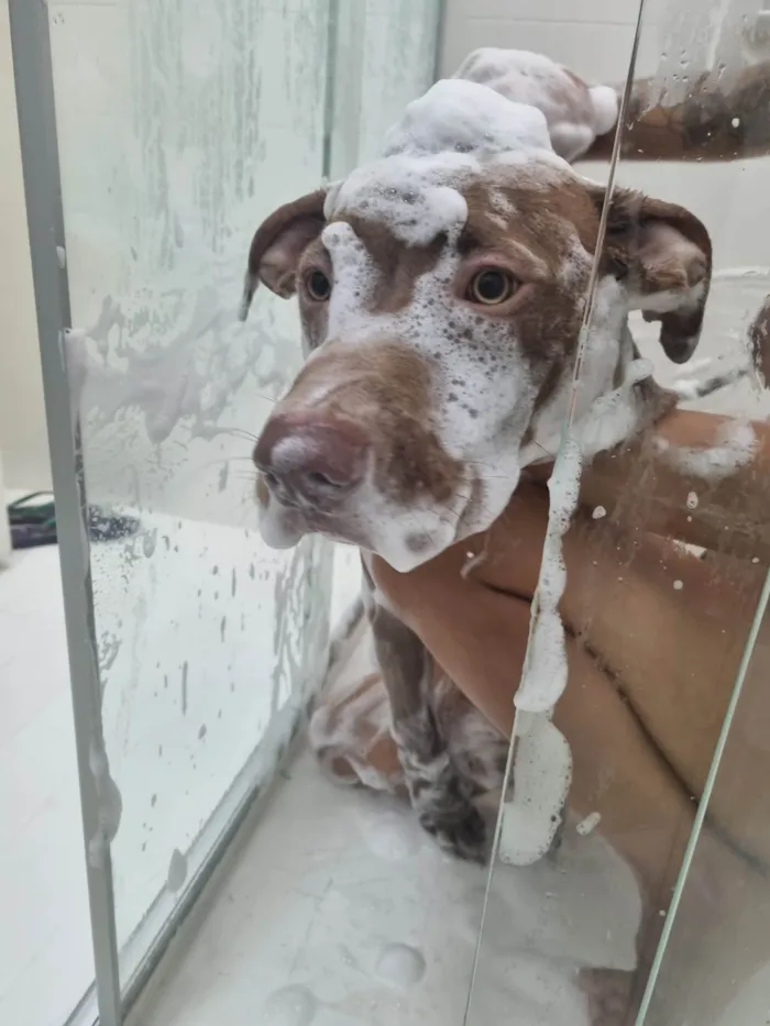 Cachorro ra a Pitbull idade 2 anos nome Flecha