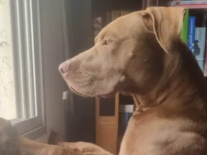 Cachorro raça Pitbull idade 2 anos nome Flecha