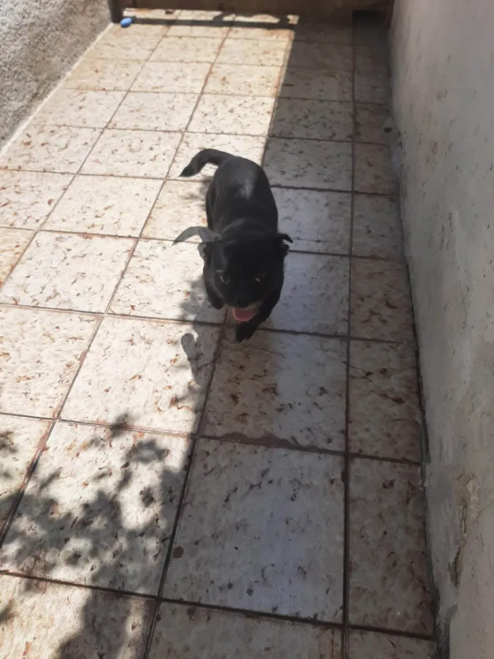 Cachorro ra a SRD idade 4 anos nome Jubileu 