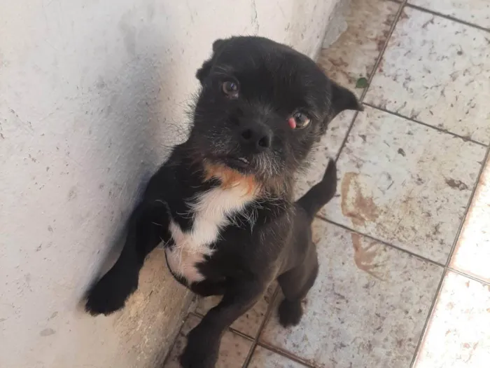 Cachorro ra a SRD idade 4 anos nome Jubileu 