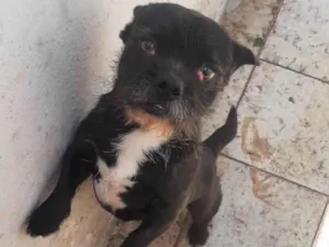 Cachorro raça SRD idade 4 anos nome Jubileu 