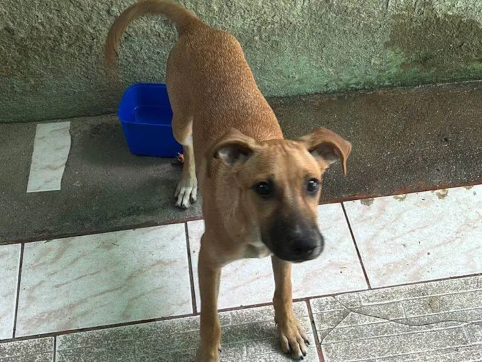 Cachorro ra a SRD-ViraLata idade 2 a 6 meses nome Lucky