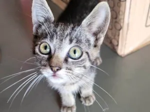 Gato raça Srd idade 2 a 6 meses nome Pitico