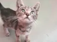 Pitico