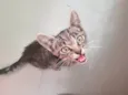 Pitico