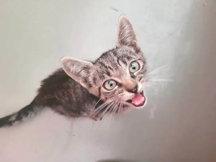 Gato ra a Srd idade 2 a 6 meses nome Pitico
