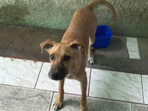 Cachorro raça SRD-ViraLata idade 2 a 6 meses nome Lucky