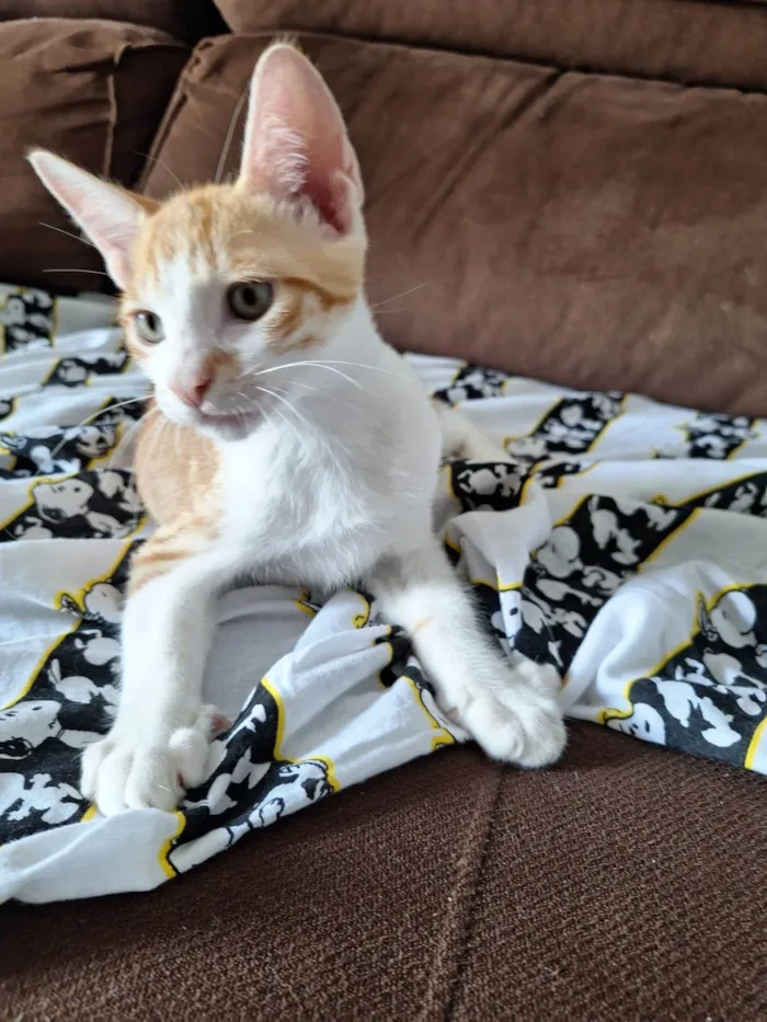 Cachorro ra a SRD-ViraLata idade 2 a 6 meses nome Garfield