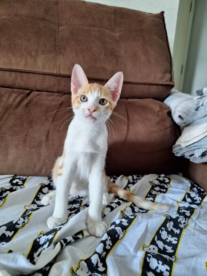 Cachorro ra a SRD-ViraLata idade 2 a 6 meses nome Garfield