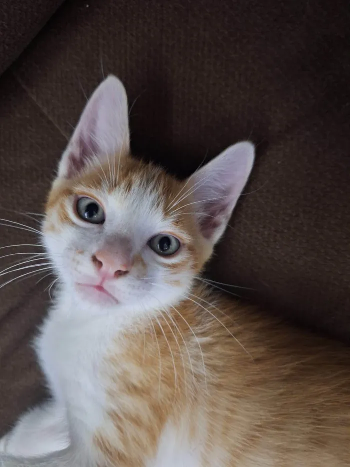 Cachorro ra a SRD-ViraLata idade 2 a 6 meses nome Garfield