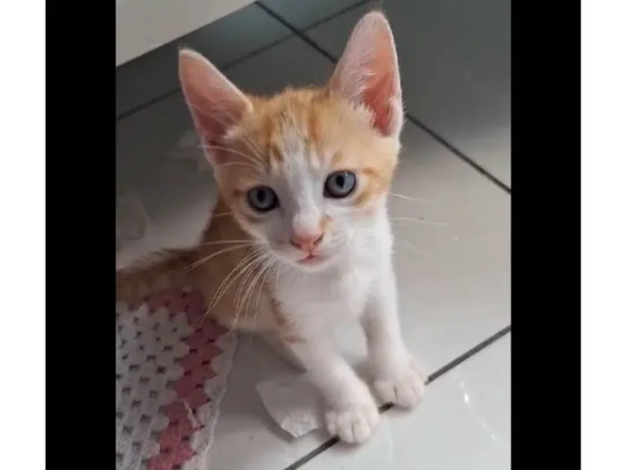 Cachorro ra a SRD-ViraLata idade 2 a 6 meses nome Garfield