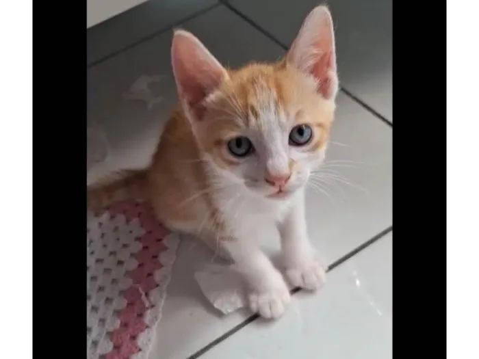 Cachorro ra a SRD-ViraLata idade 2 a 6 meses nome Garfield