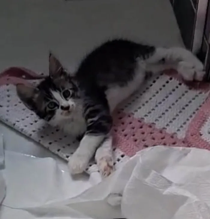 Gato ra a SRD-ViraLata idade 2 a 6 meses nome Doçura