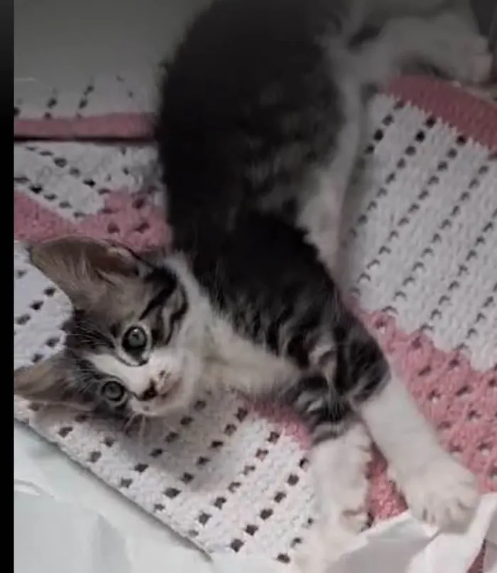 Gato ra a SRD-ViraLata idade 2 a 6 meses nome Doçura