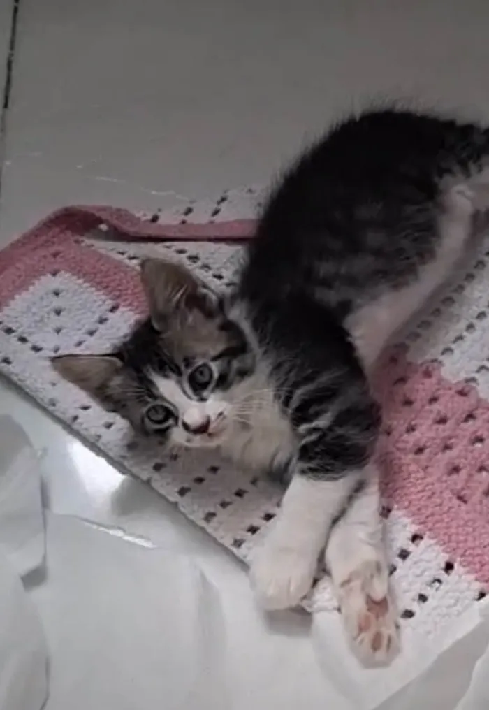Gato ra a SRD-ViraLata idade 2 a 6 meses nome Doçura