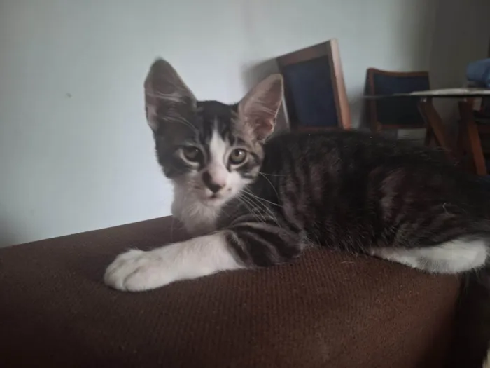 Gato ra a SRD-ViraLata idade 2 a 6 meses nome Doçura
