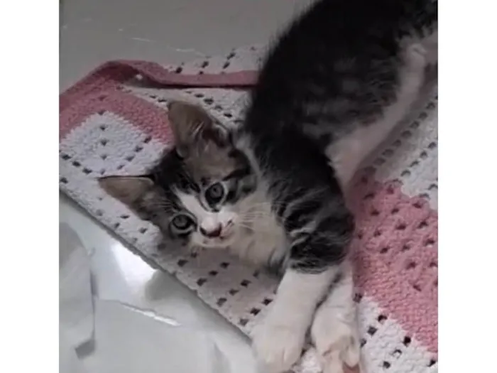 Gato ra a SRD-ViraLata idade 2 a 6 meses nome Doçura