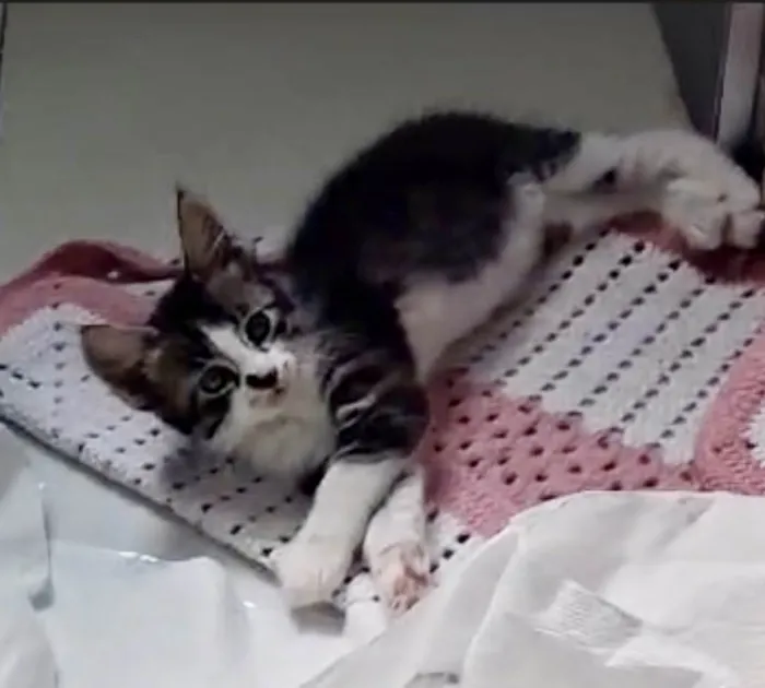 Gato ra a SRD-ViraLata idade 2 a 6 meses nome Doçura