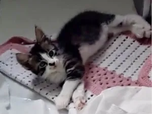 Gato raça SRD-ViraLata idade 2 a 6 meses nome Doçura