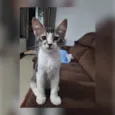 Docinho