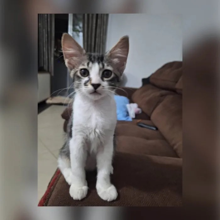 Gato ra a SRD-ViraLata idade 2 a 6 meses nome Docinho