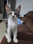 Docinho