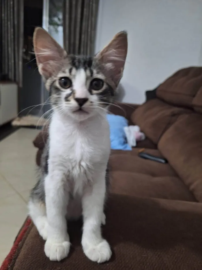 Gato ra a SRD-ViraLata idade 2 a 6 meses nome Docinho