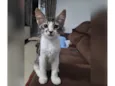 Docinho