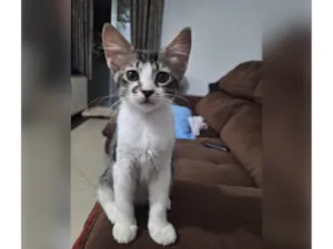 Gato raça SRD-ViraLata idade 2 a 6 meses nome Docinho