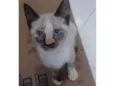Molly