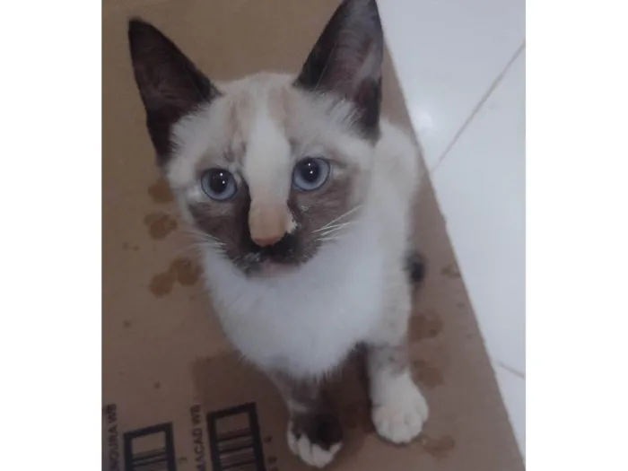 Gato ra a SRD-ViraLata idade 2 a 6 meses nome Molly