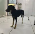 Guerreiro 