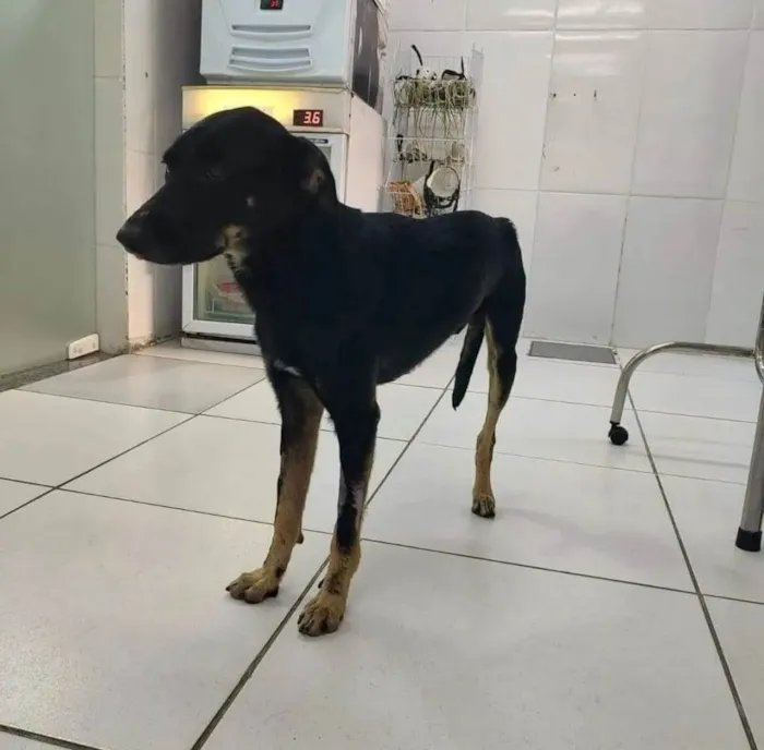 Cachorro ra a SRD-ViraLata idade 2 anos nome Guerreiro 