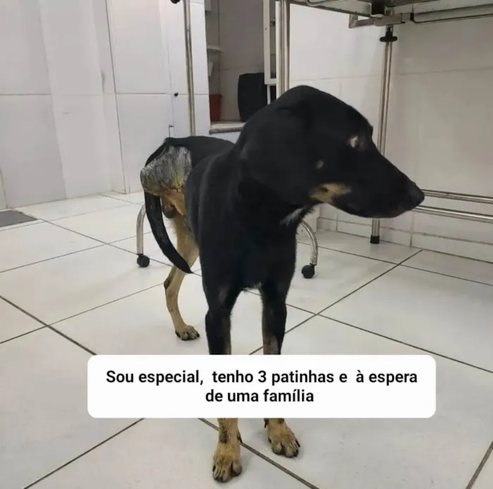 Cachorro ra a SRD-ViraLata idade 2 anos nome Guerreiro 
