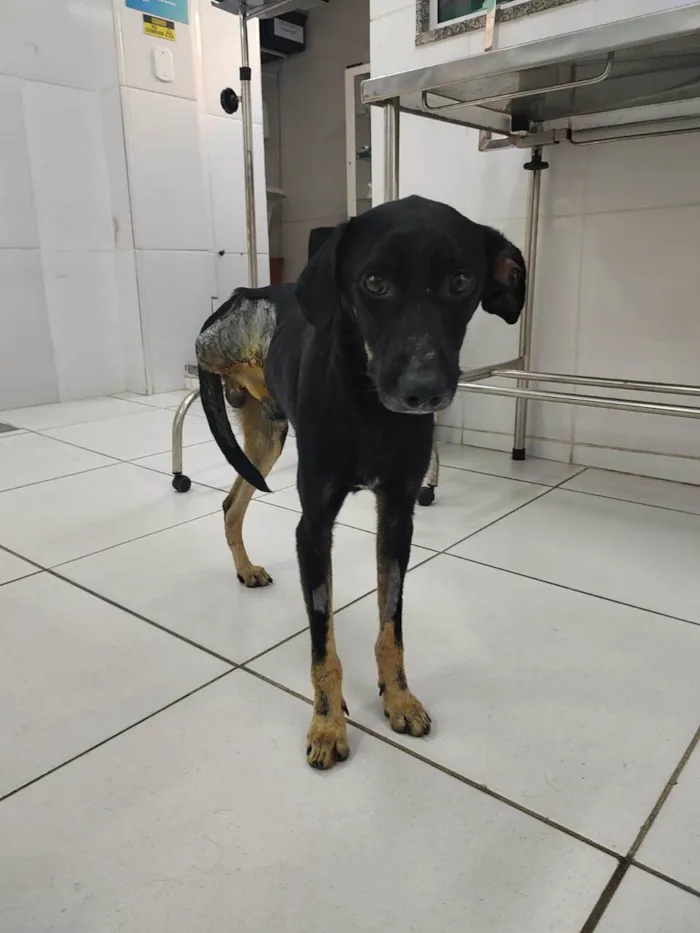 Cachorro ra a SRD-ViraLata idade 2 anos nome Guerreiro 