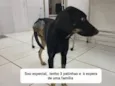 Guerreiro 